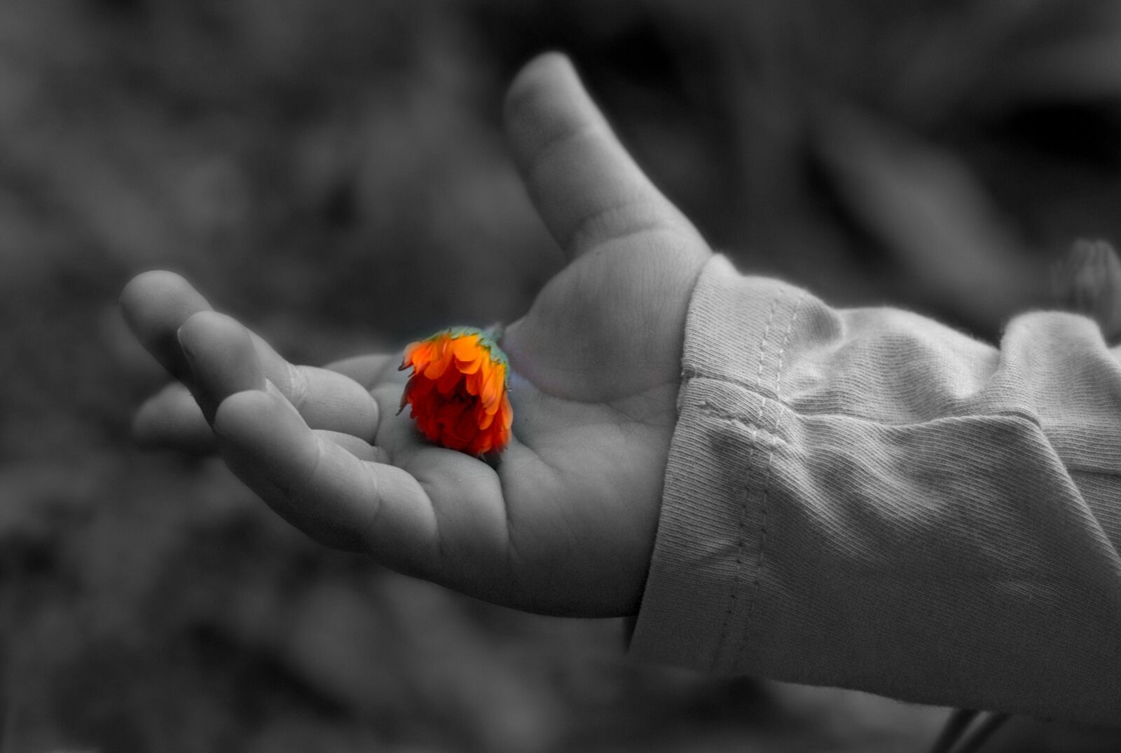 Canon EF-S 60mm F2.8 Macro USM sample photo. Hand, flower, palm photography