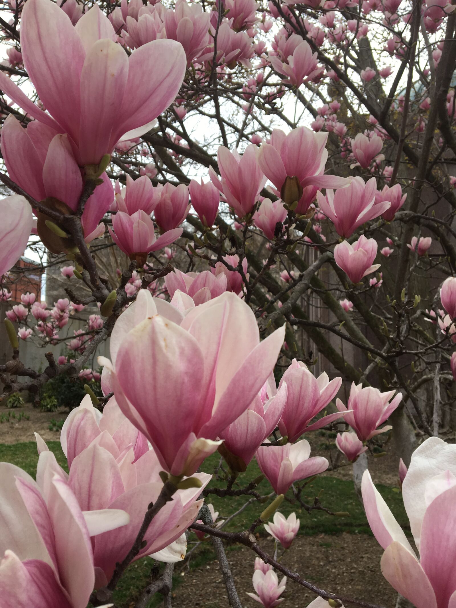 Apple iPhone 6s sample photo. Flowers, magnolia, tree photography