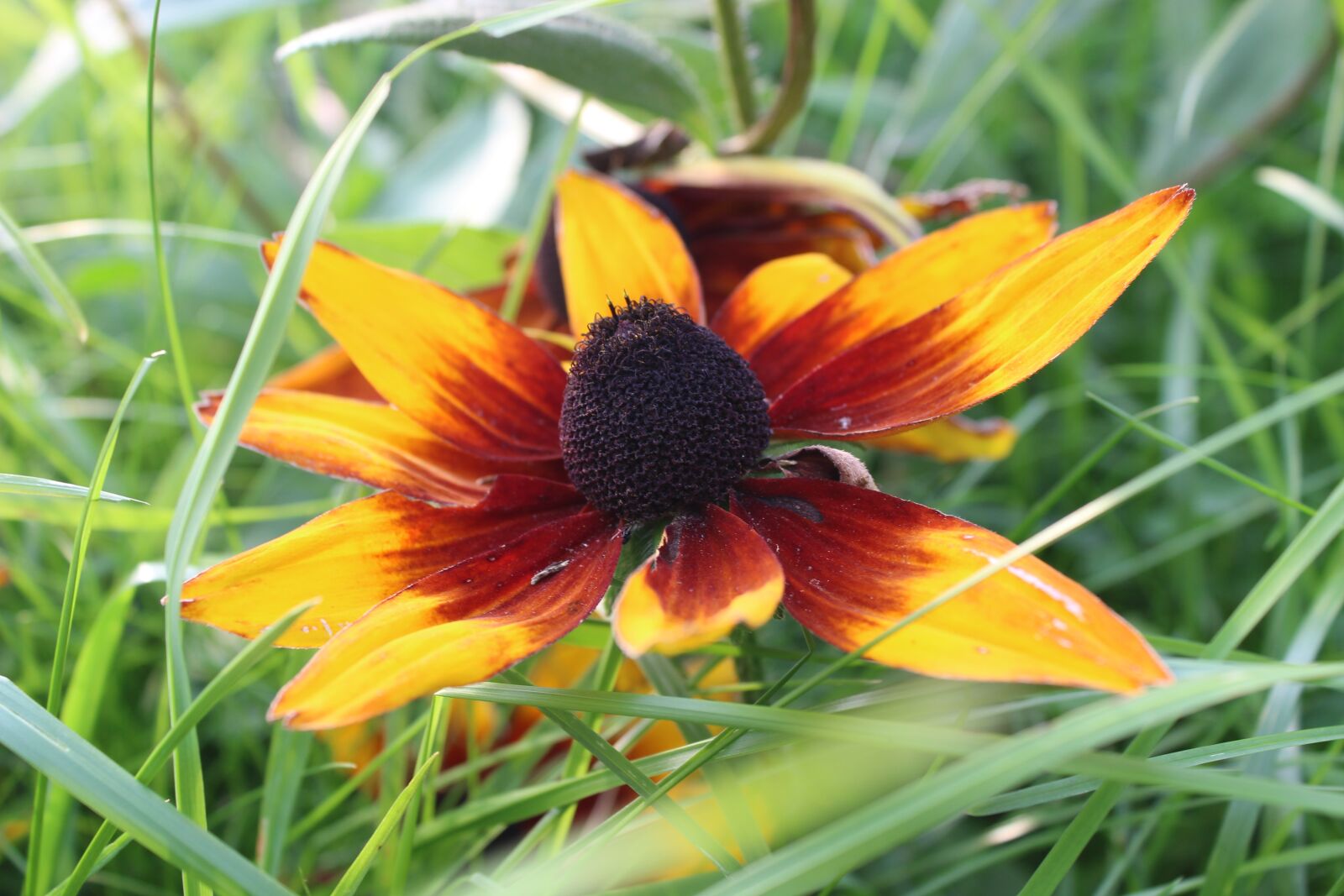 Canon EOS 600D (Rebel EOS T3i / EOS Kiss X5) sample photo. Flower, grass, nature photography