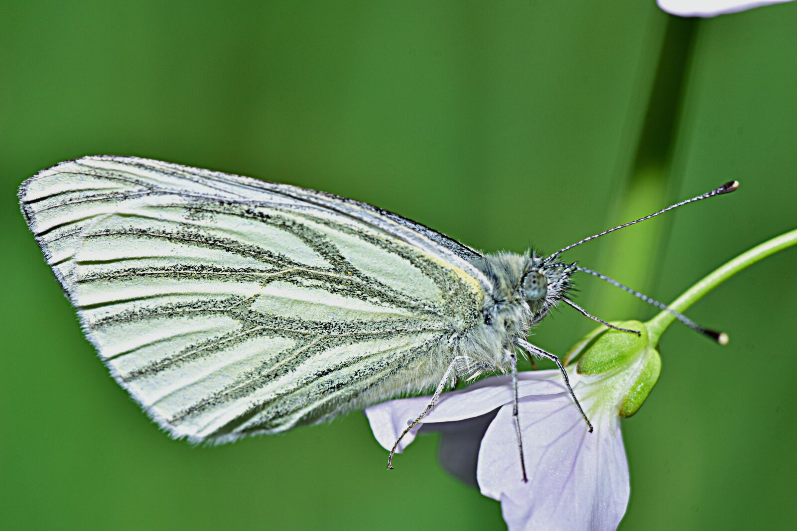 Nikon D5300 sample photo. Nature, butterfly, macro photography