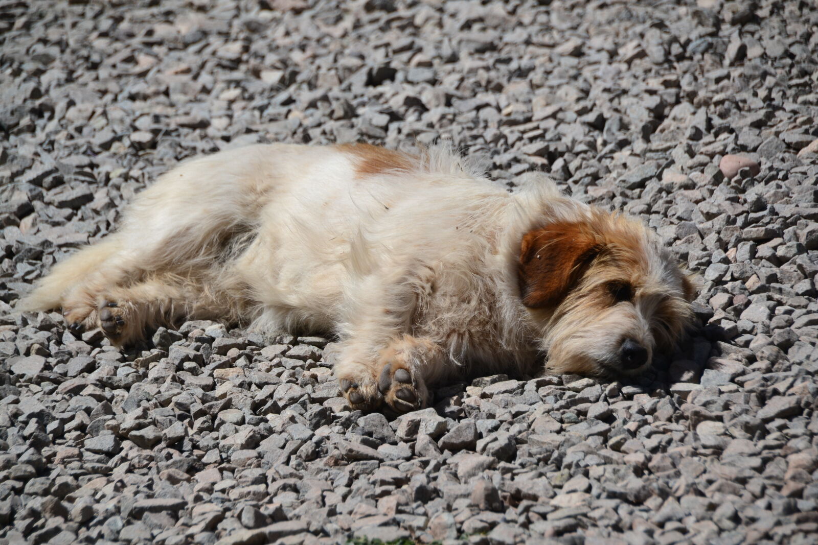 Nikon D3100 sample photo