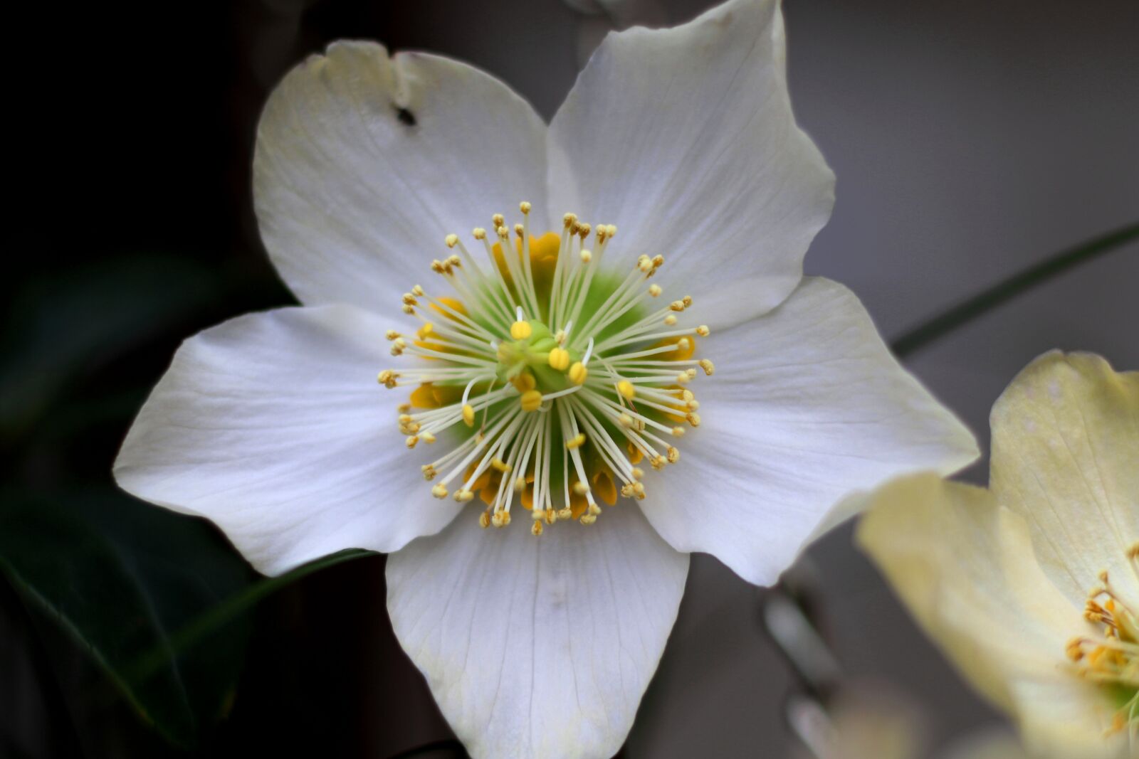 Canon EOS 7D Mark II sample photo. Helleborus niger, christmas rose photography