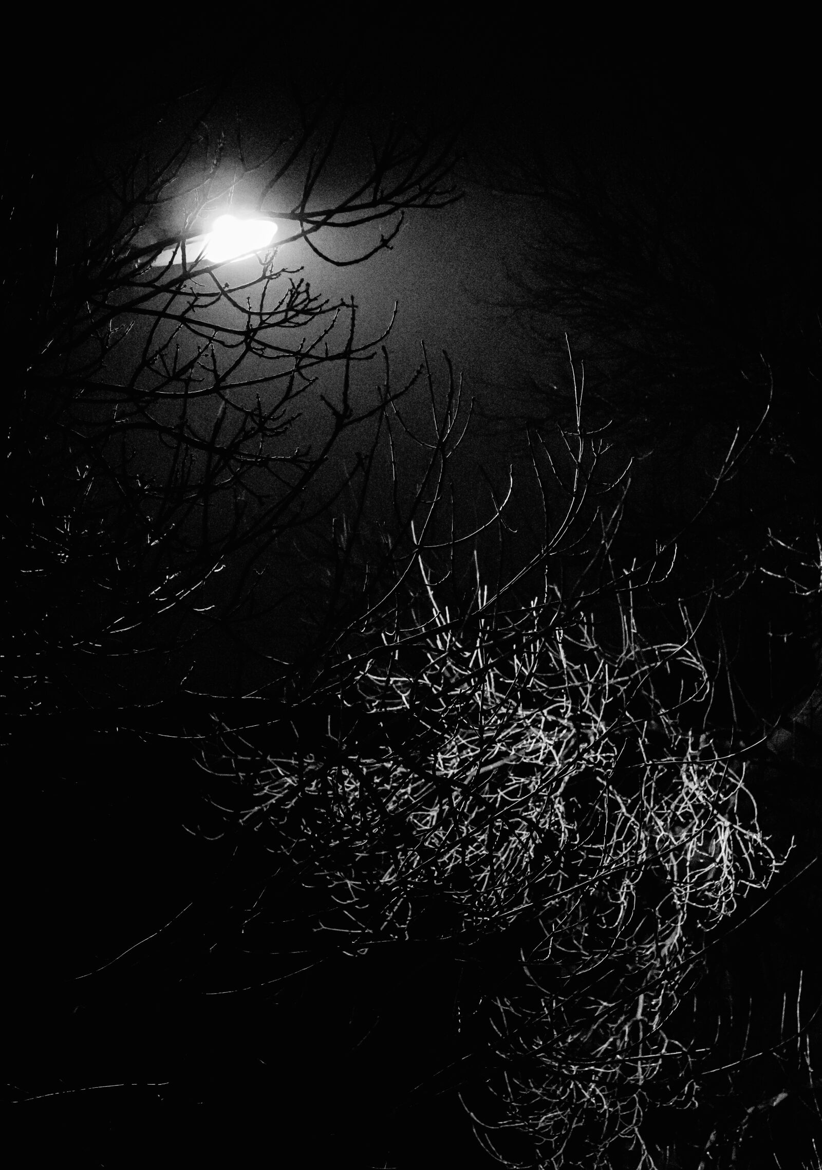 Sony a6000 + E 60mm F2.8 sample photo. Branches, building, bw, lantern photography