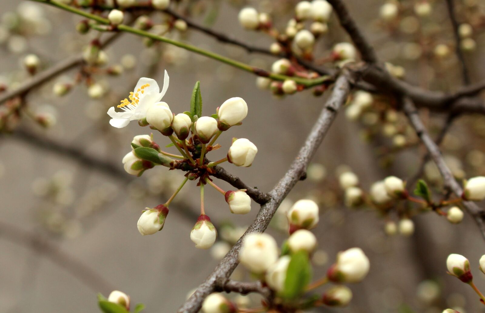 Canon EOS 1200D (EOS Rebel T5 / EOS Kiss X70 / EOS Hi) sample photo. Spring, tree, flowering photography