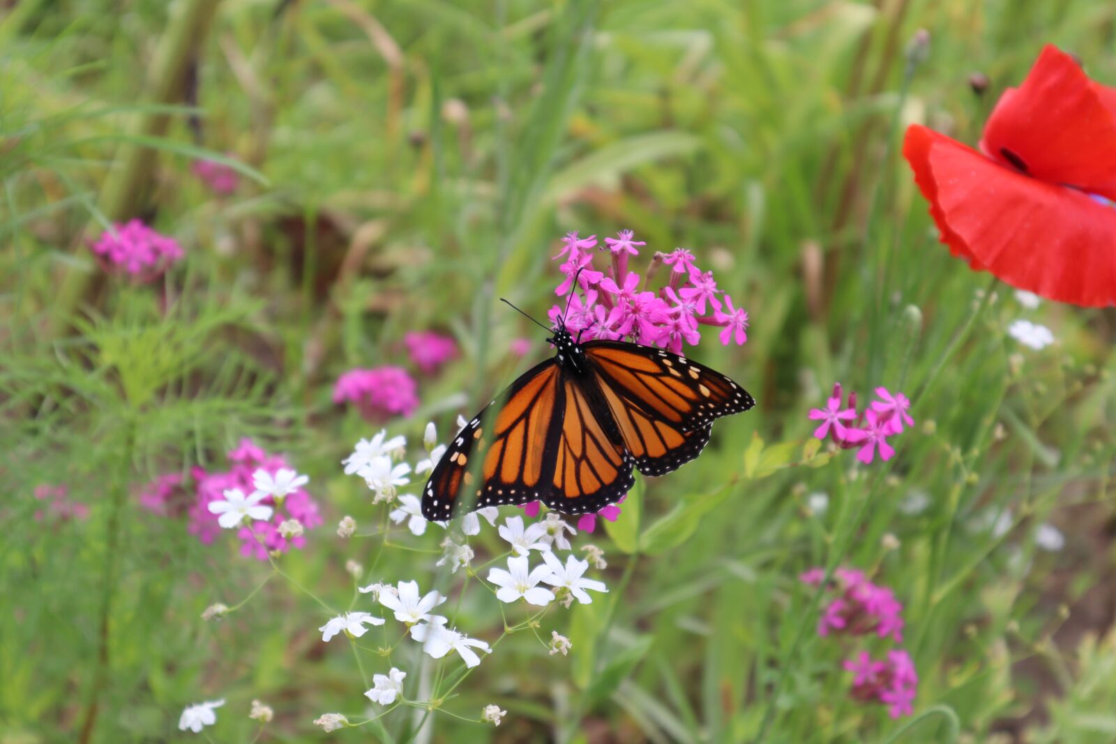 Canon EOS M50 (EOS Kiss M) sample photo. Butterfly, monarch, insect photography