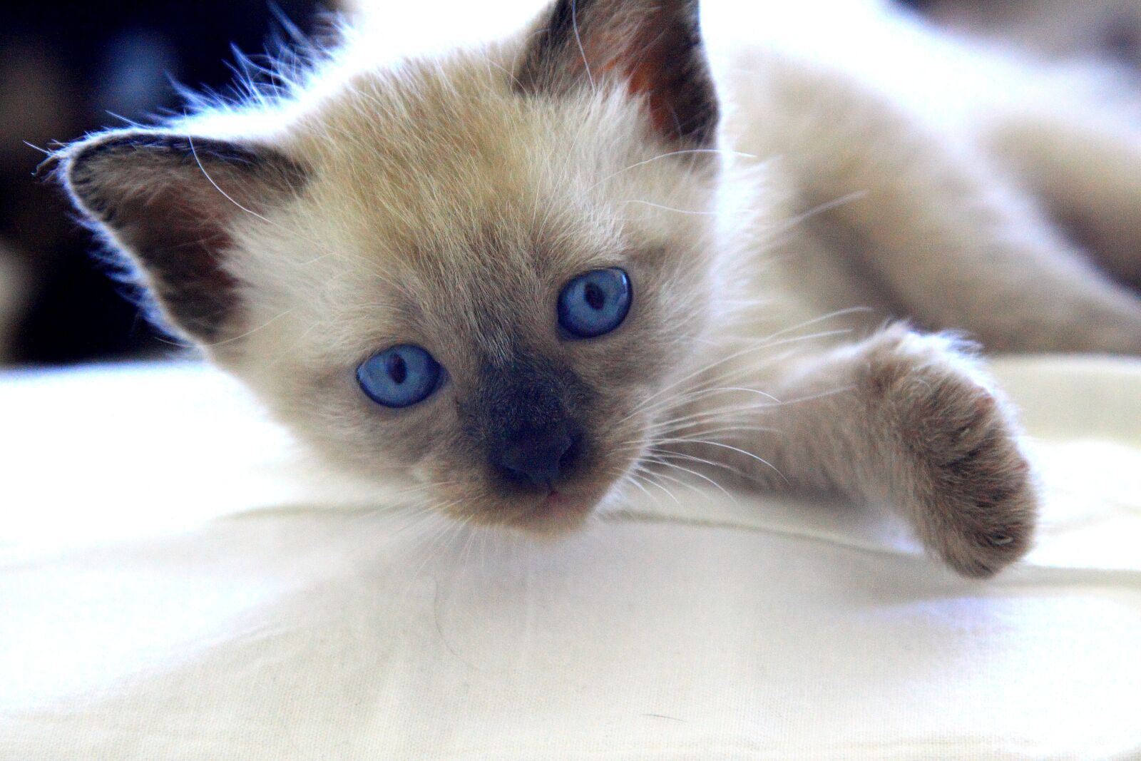 Canon EOS 50D sample photo. Cat, kitten, puppies photography