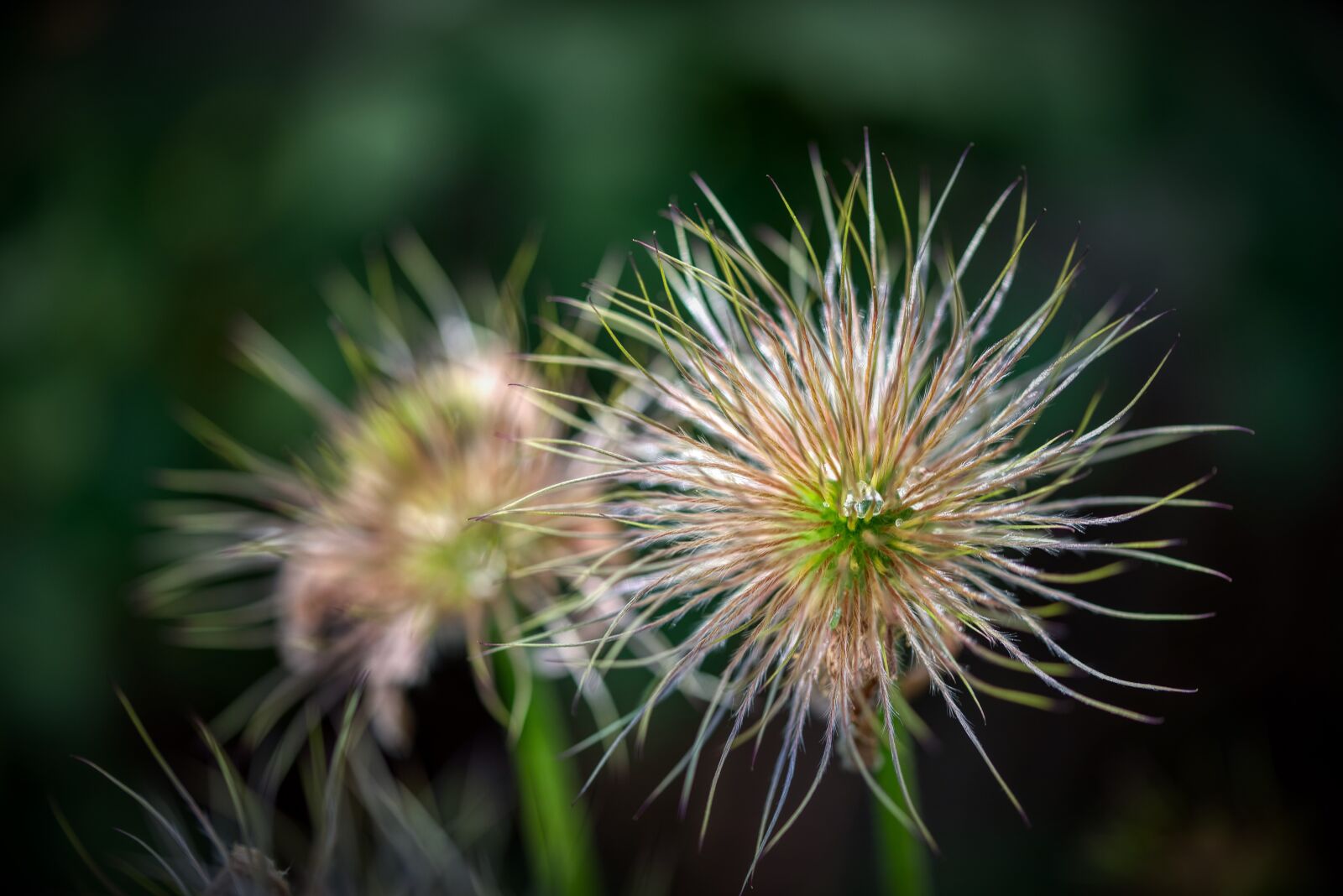Nikon D750 sample photo. Pulsatilla vulgaris, pasqueflower, infructescence photography
