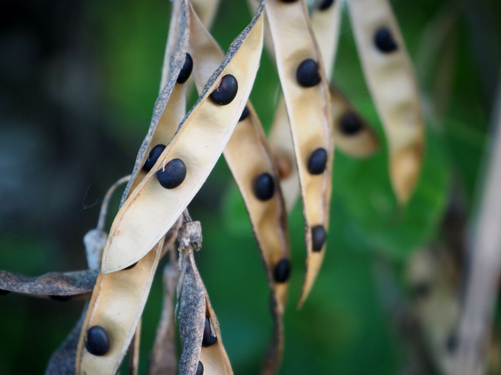 Olympus OM-D E-M10 sample photo. Seeds, tree, nature photography