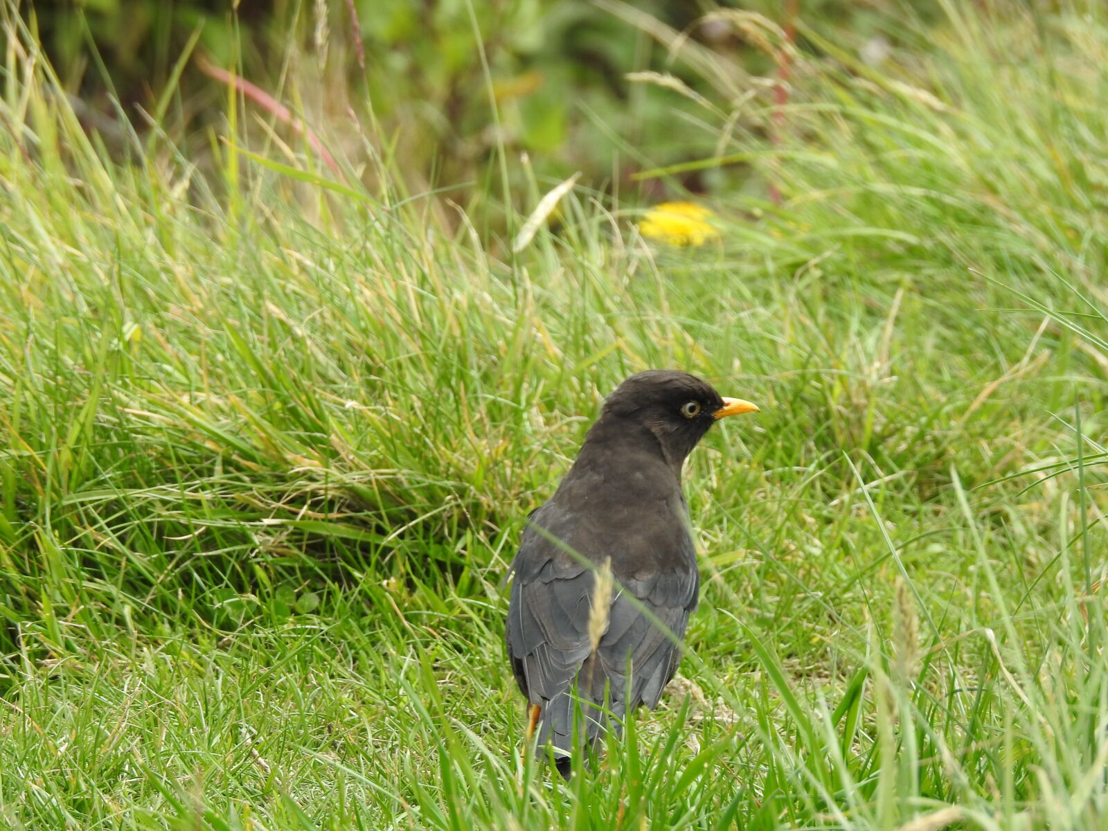 Nikon Coolpix P900 sample photo. Ave, black bird, yellow photography