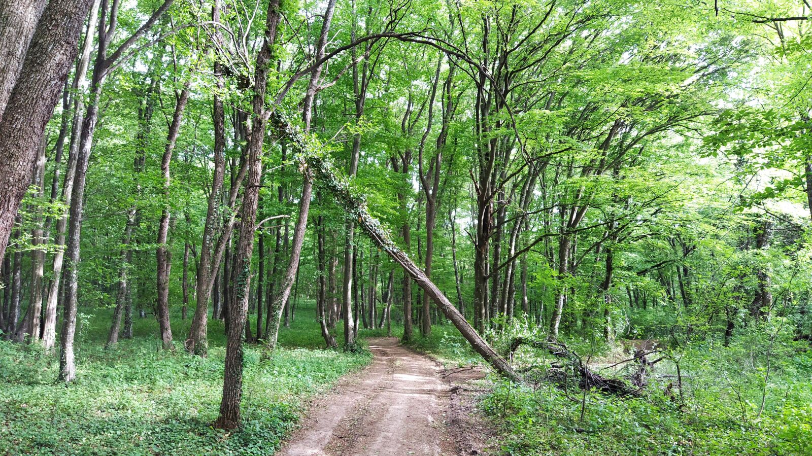 Xiaomi Mi A3 sample photo. Forest, road, trees photography