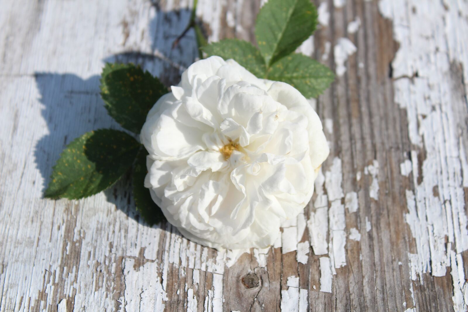 Canon EOS 1300D (EOS Rebel T6 / EOS Kiss X80) sample photo. Flower, rose, white rose photography