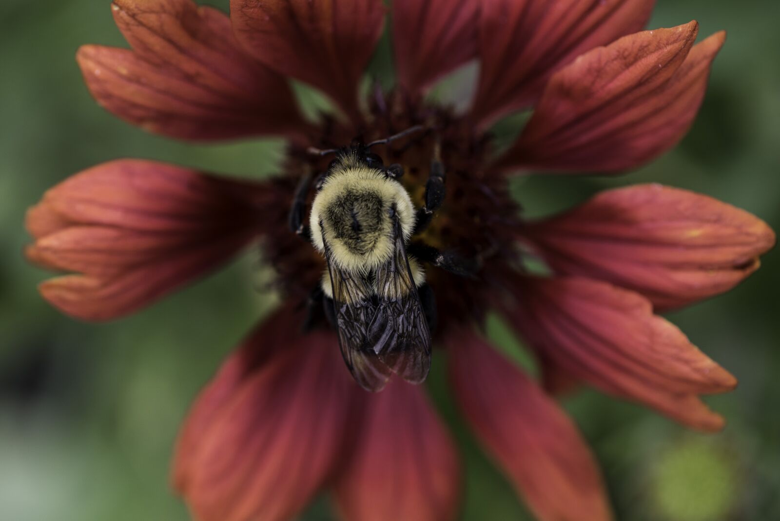 Nikon D750 sample photo. Flowers, petals, red photography
