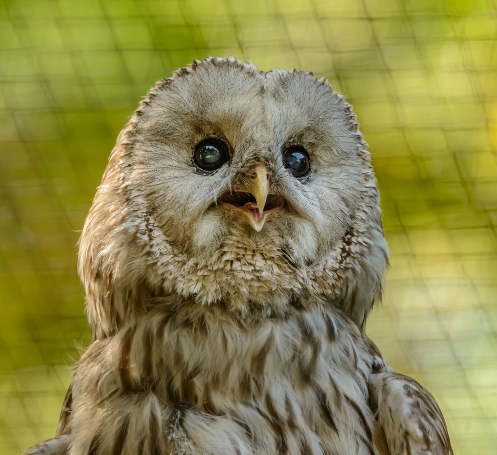 Nikon D800E sample photo. Owl, portrait, bird photography