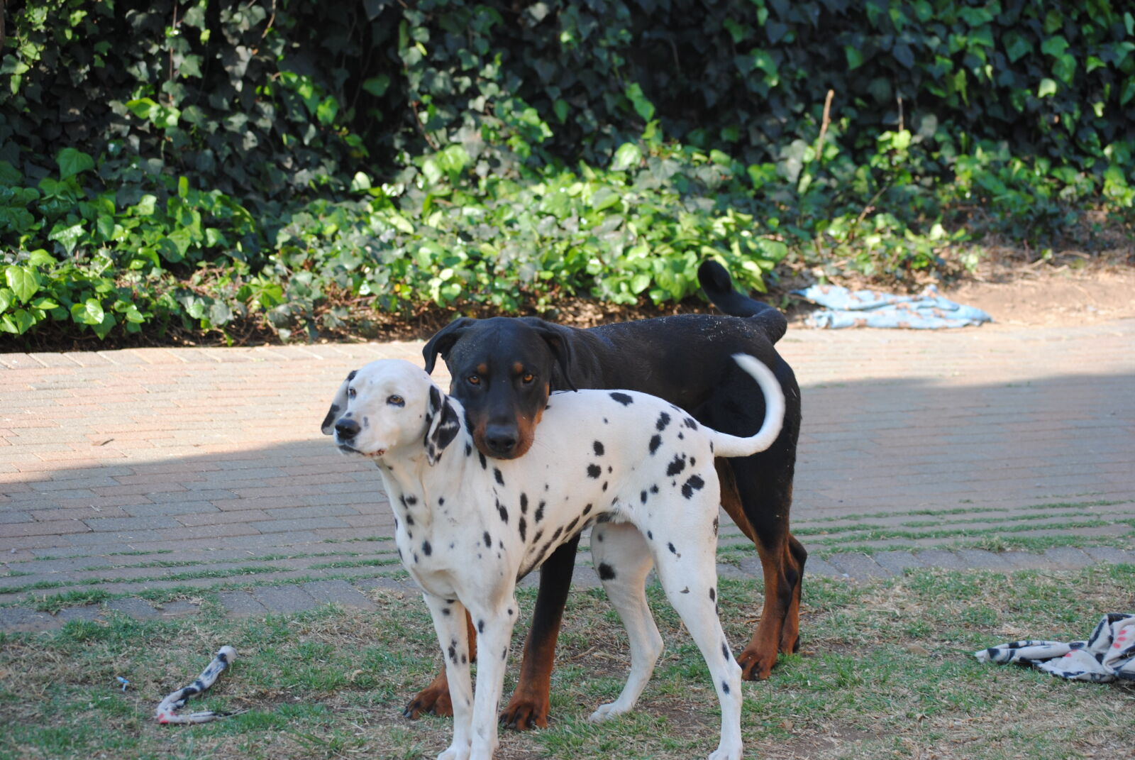 Nikon D3000 sample photo