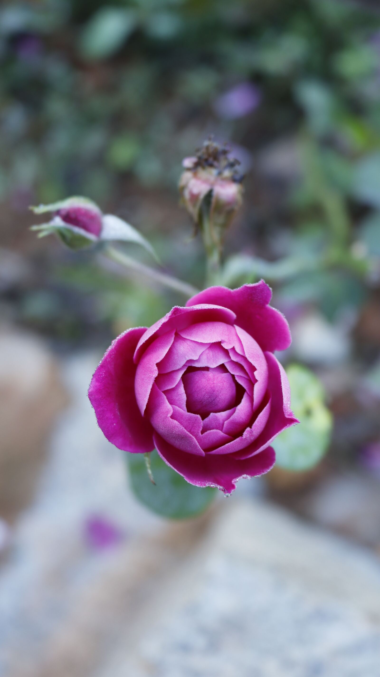 Canon EOS 77D (EOS 9000D / EOS 770D) + Canon EF-S 18-55mm F3.5-5.6 IS STM sample photo. Flower, rose, spring photography