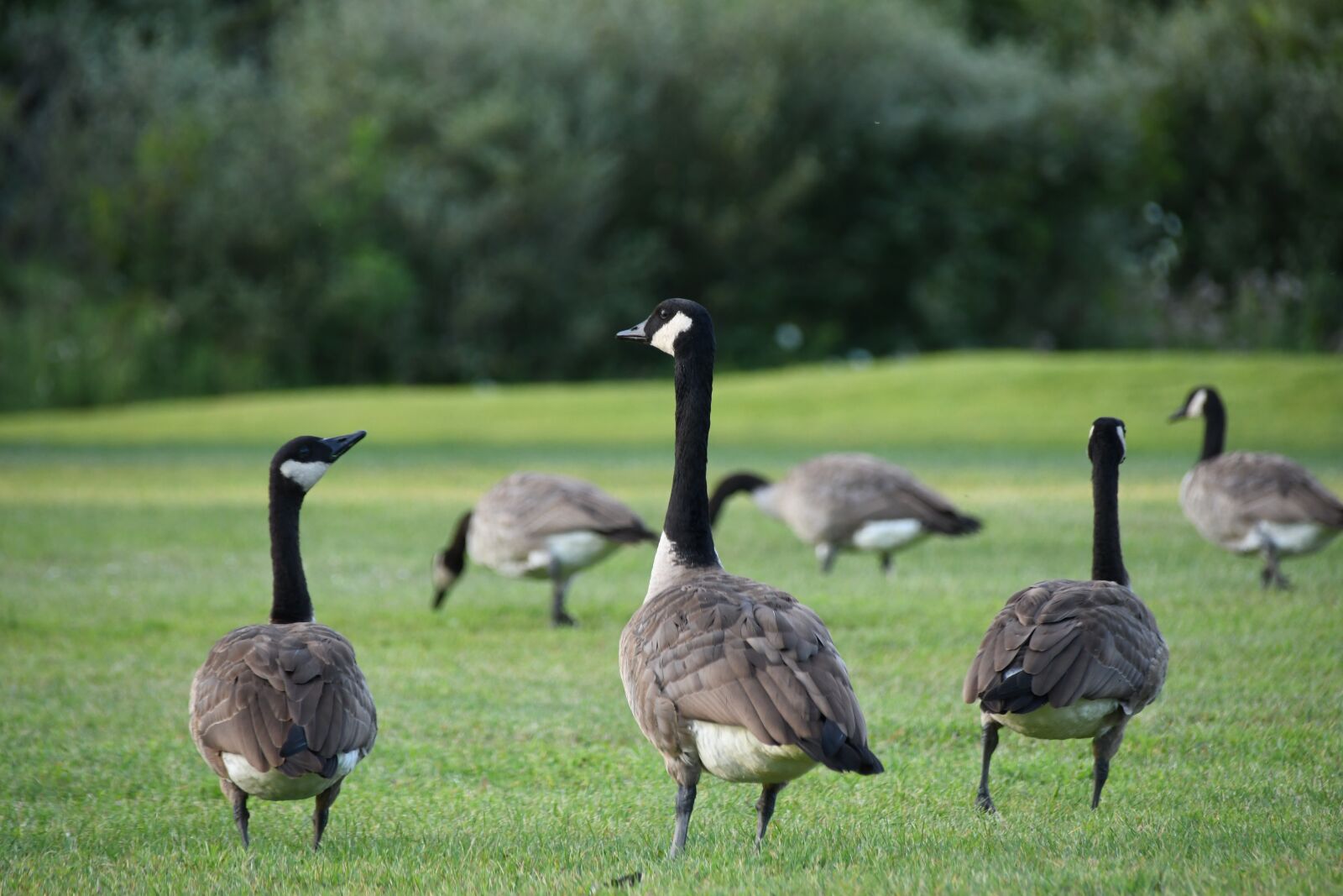 Nikon D7500 sample photo. Geese, outdoors, nature photography
