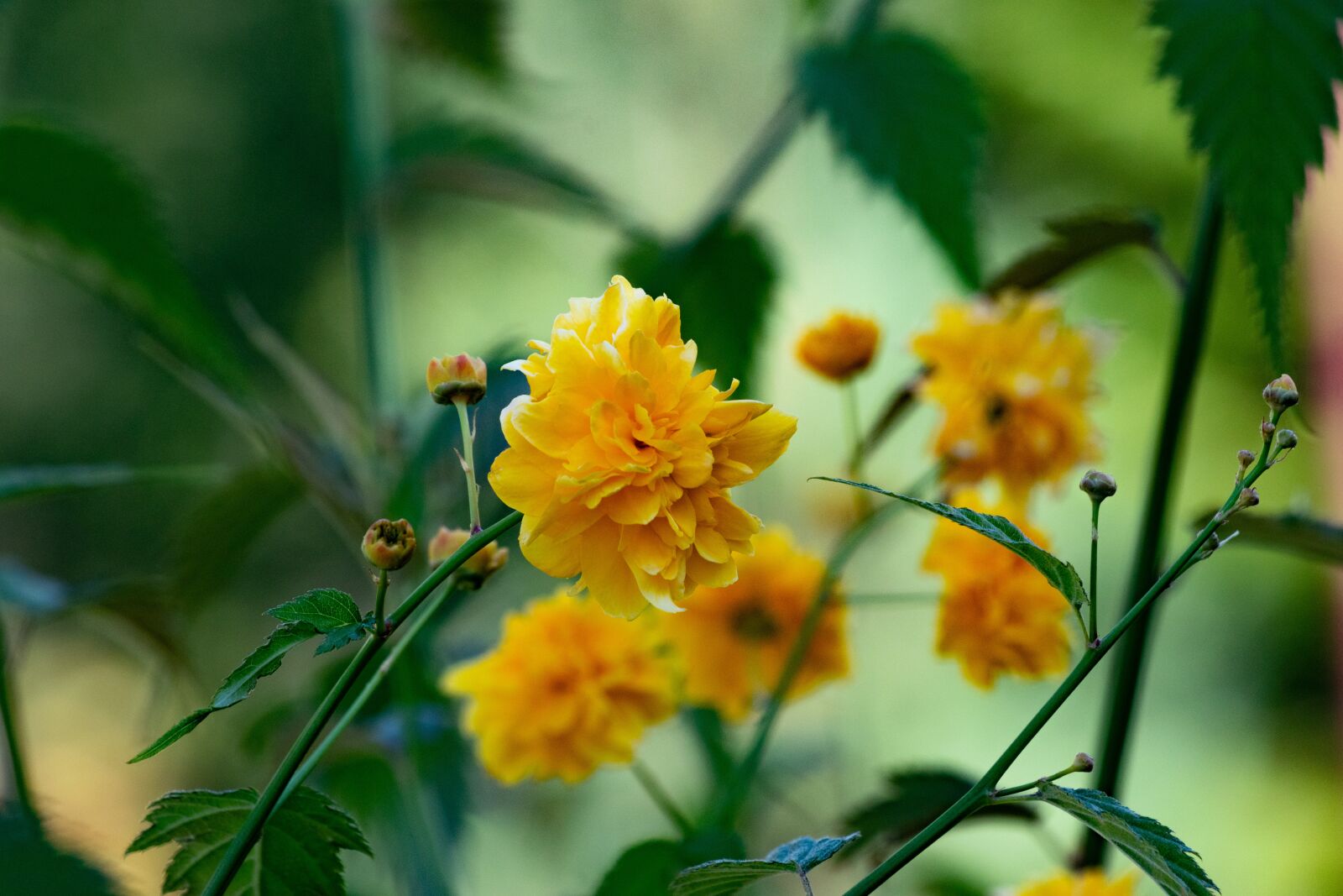 Nikon D3300 sample photo. Flower, bloom, garden photography