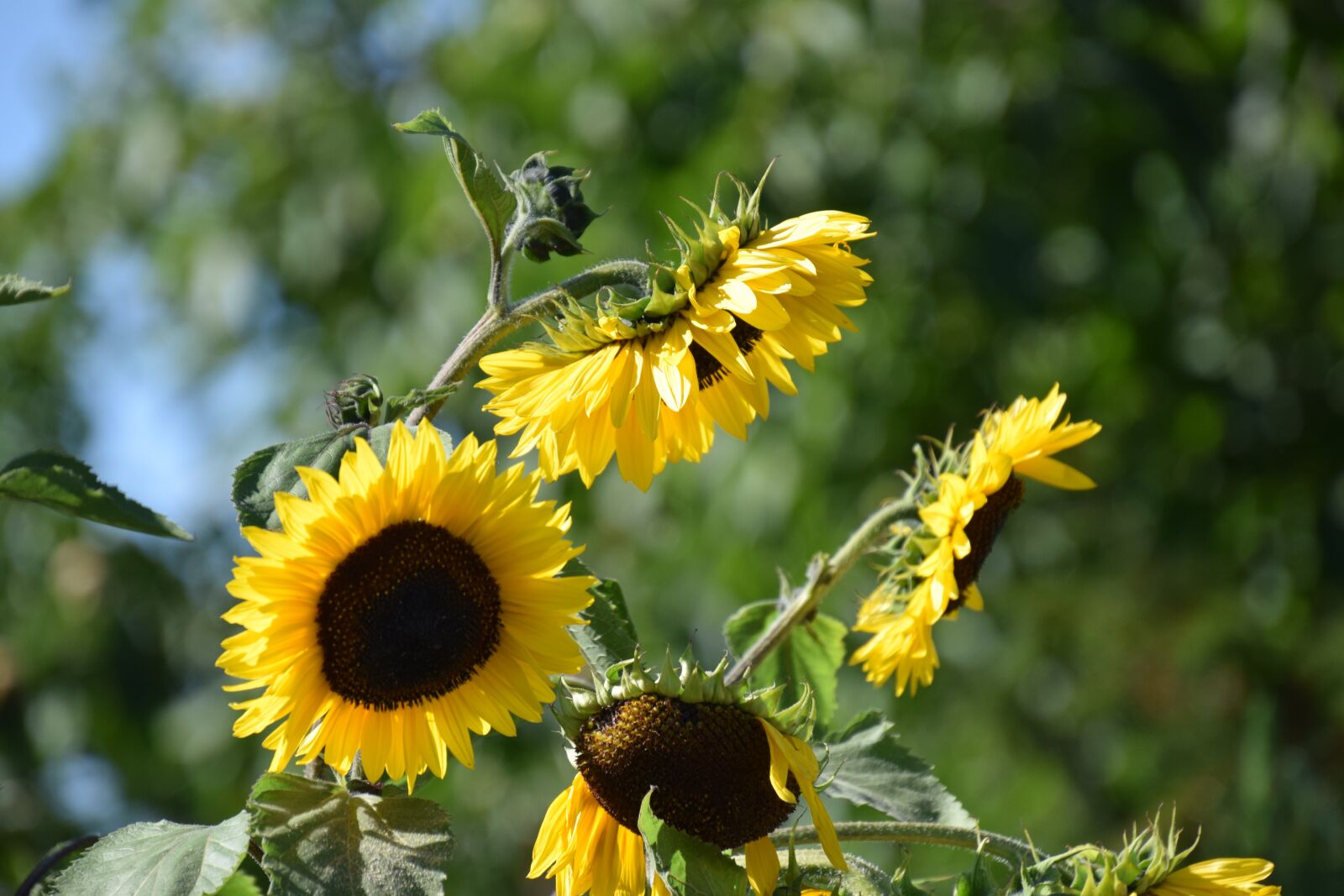 Nikon D3300 sample photo. Nature, plant, summer photography