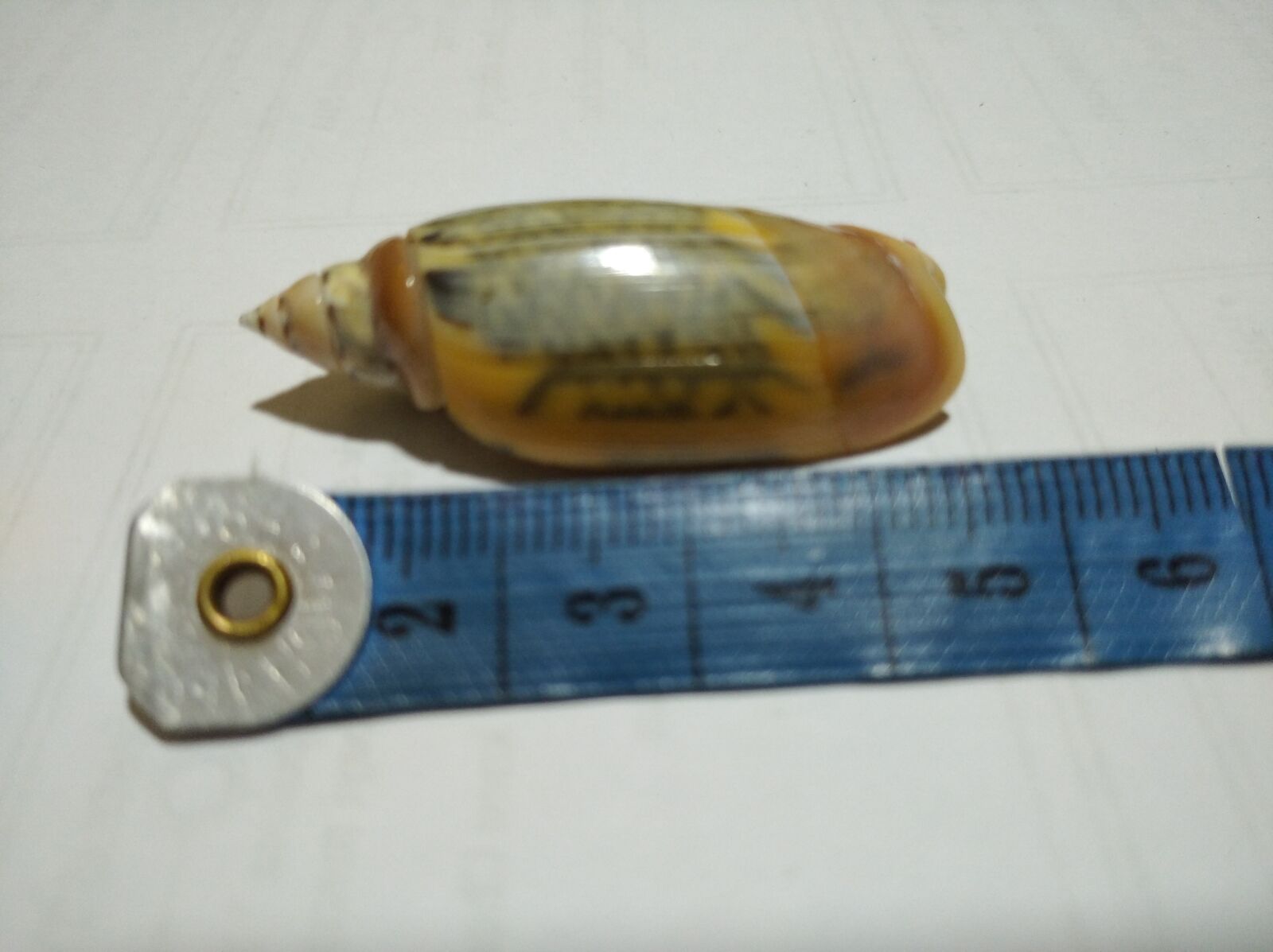 Xiaomi Redmi 8 sample photo. Sea shells, sea star photography