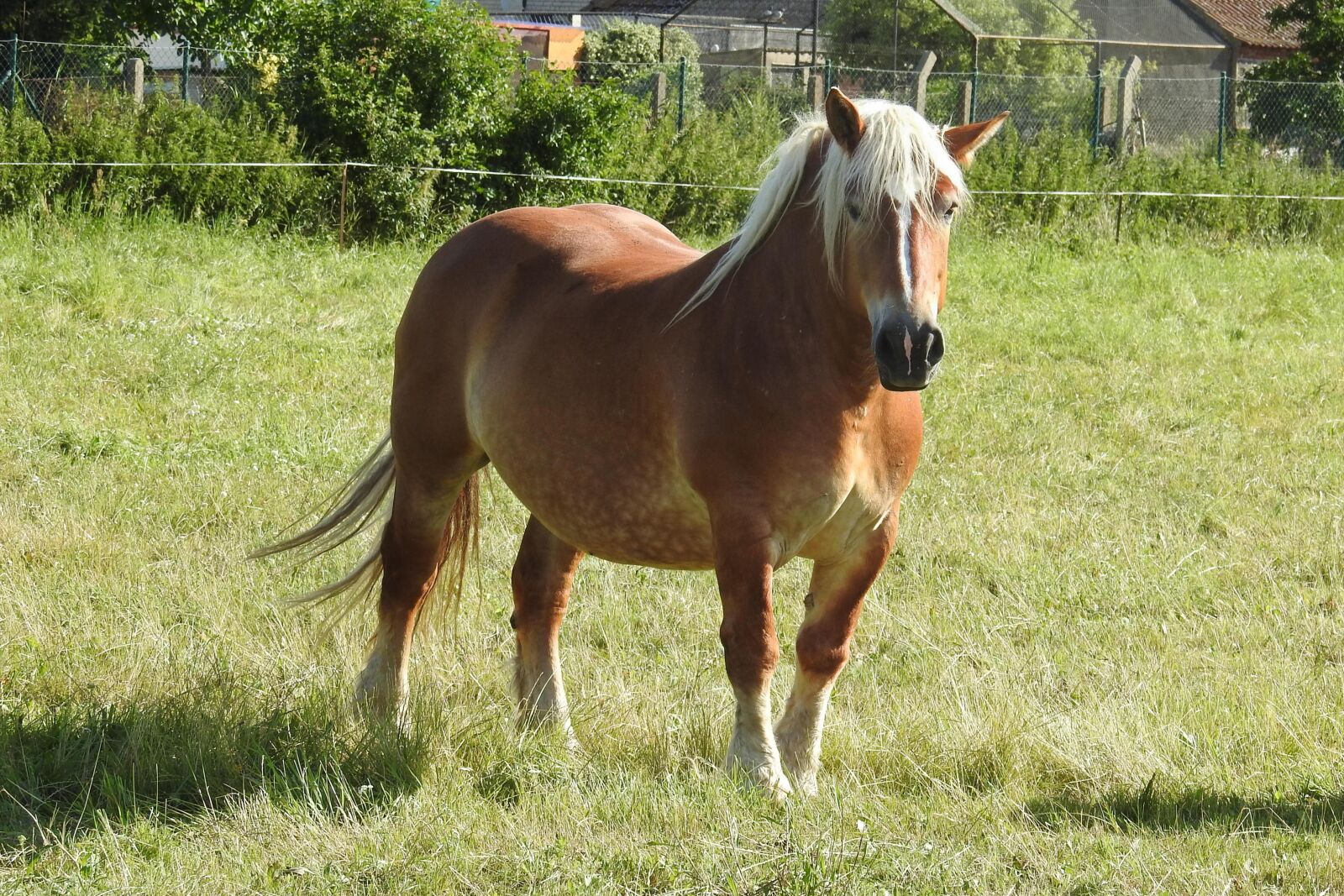 Nikon Coolpix P900 sample photo. Horse, pasture, paddock photography