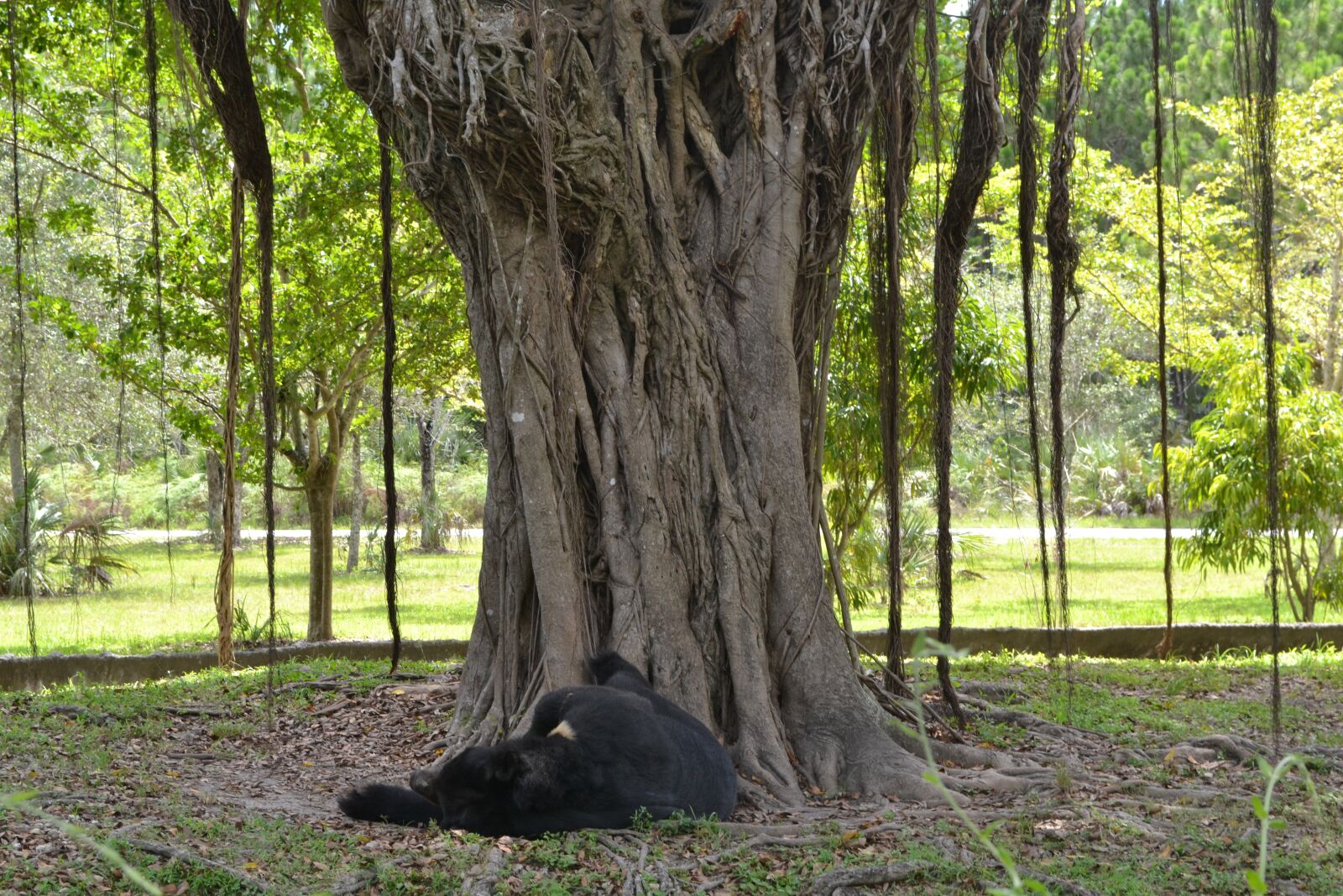 Nikon D3100 sample photo. Bear, animals, nature photography
