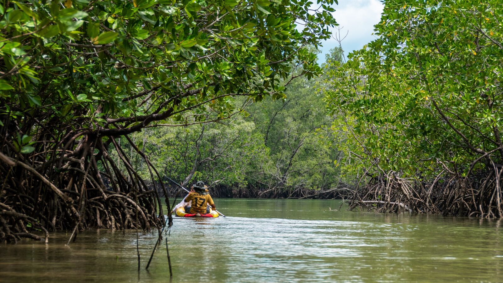 Nikon D5600 sample photo. Mangroves, trees, rocks photography