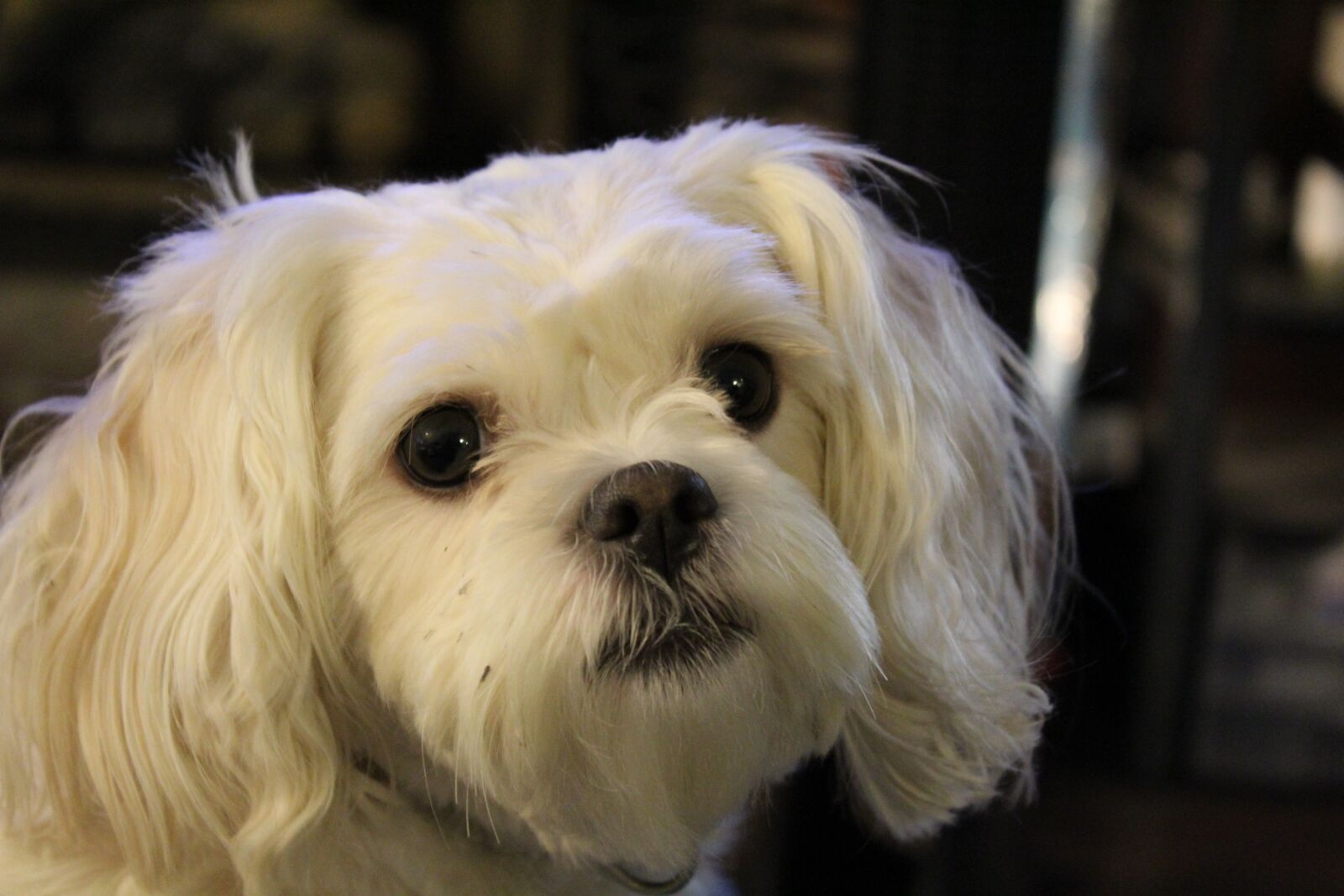 Canon EOS 1300D (EOS Rebel T6 / EOS Kiss X80) sample photo. Dog, puppy, animal photography