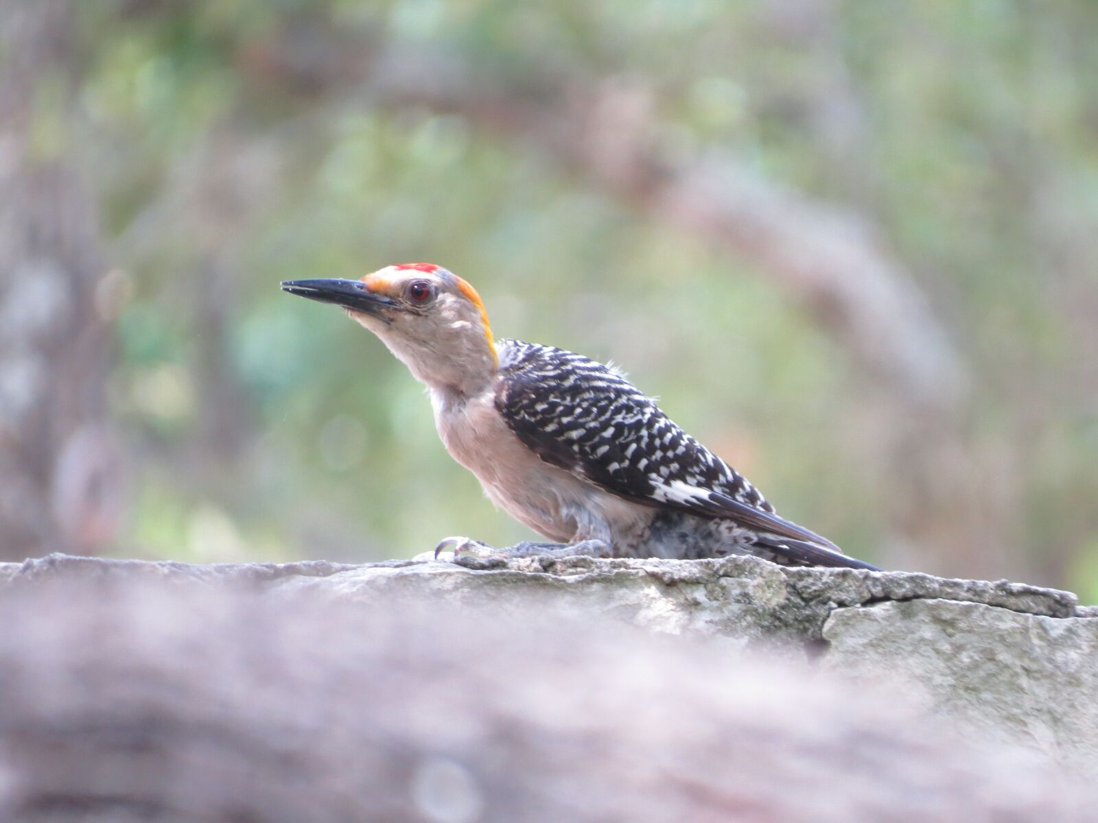 Canon PowerShot SX50 HS sample photo. Bird, colorful, wildlife photography