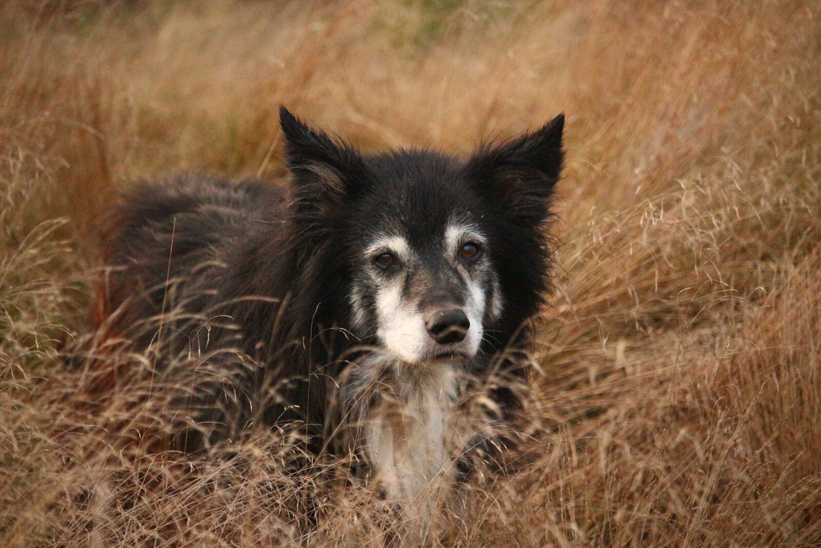 Canon EOS 100D (EOS Rebel SL1 / EOS Kiss X7) sample photo. Dog, border, herding dog photography