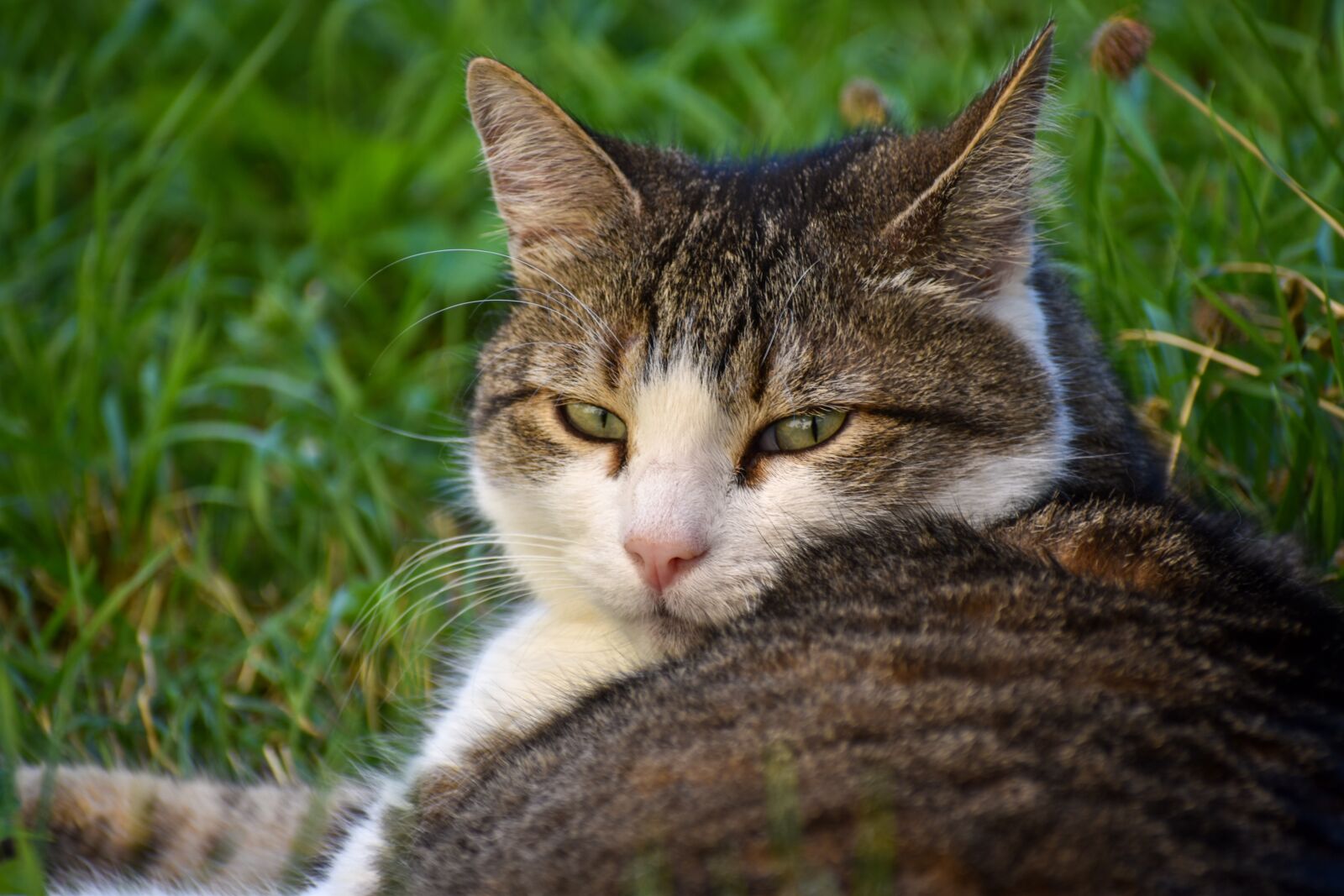 Nikon D5600 sample photo. Pet, cat, feline photography