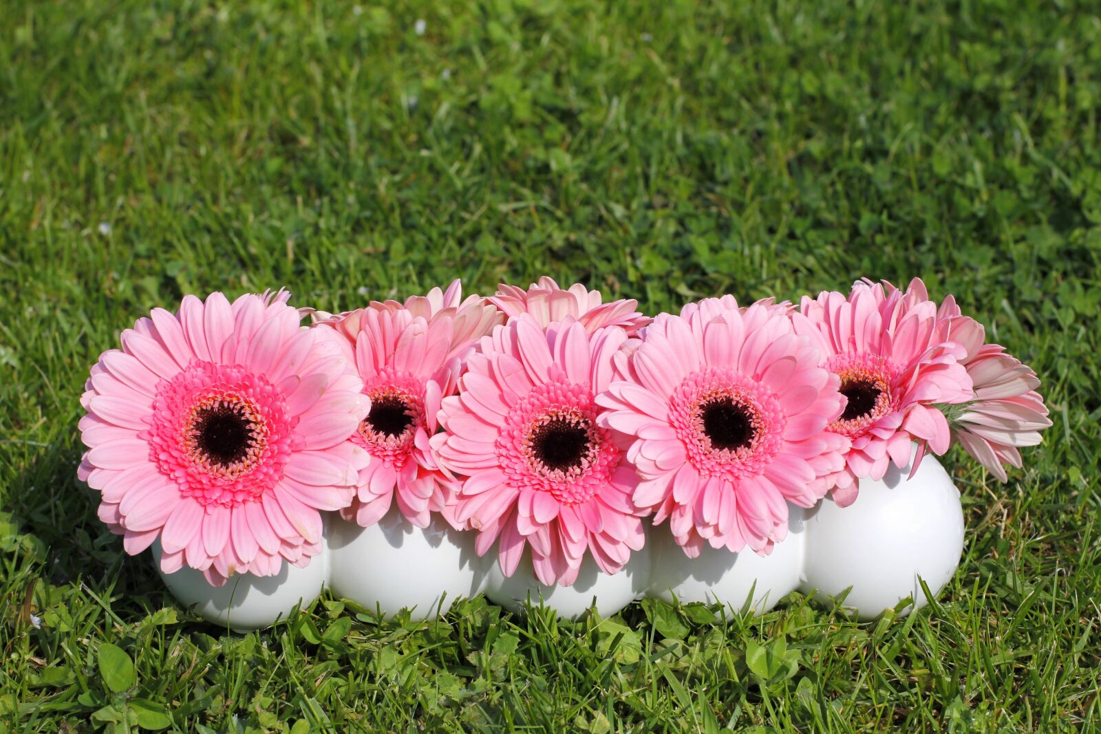 Canon EOS 60D + Canon EF 50mm F1.4 USM sample photo. Flowers, gerbera, background photography
