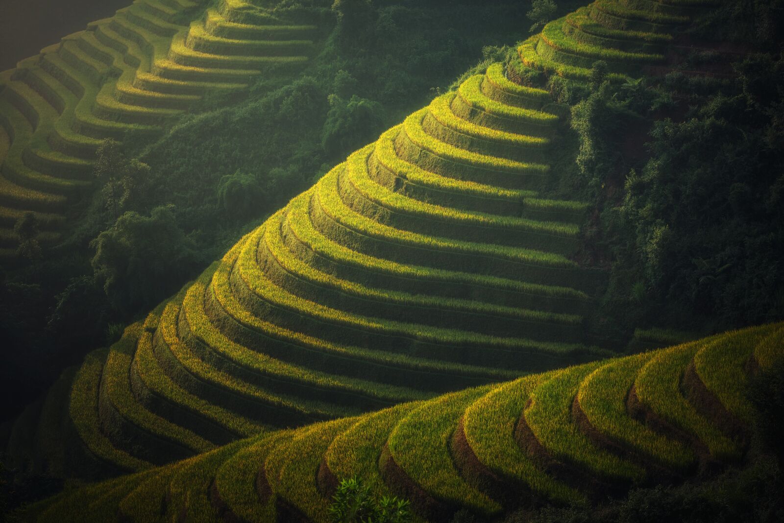Nikon D810 sample photo. Agriculture, vietnam, rice plantation photography