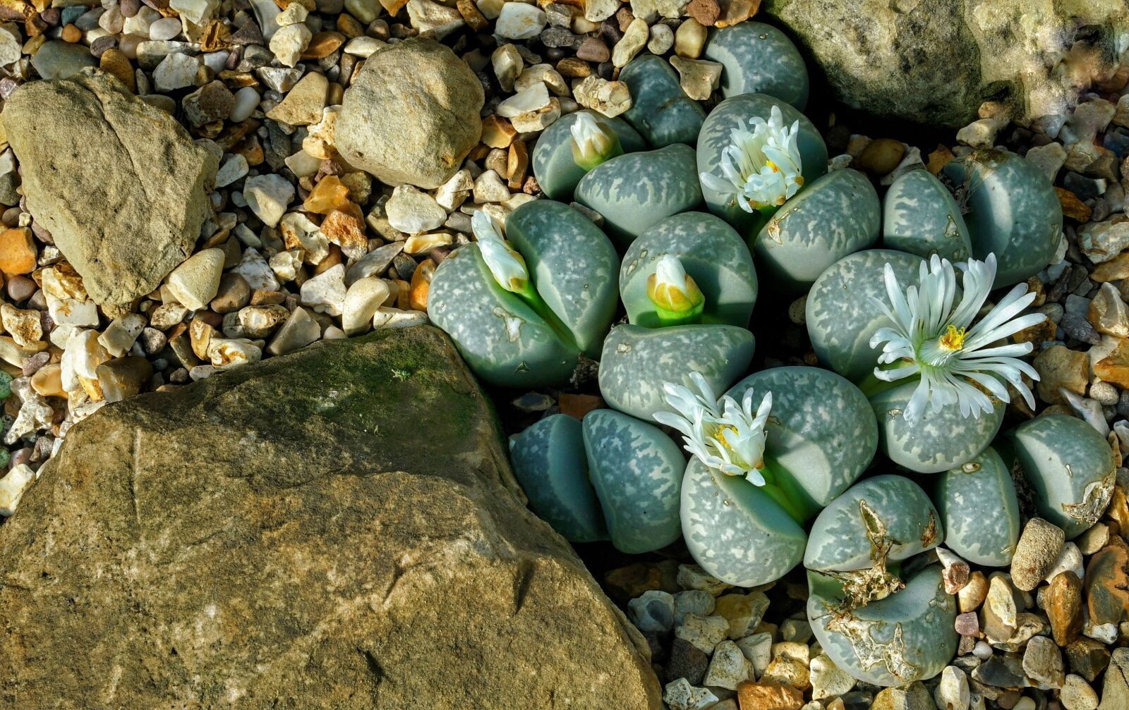 Sony a7R II + Sony FE 24-70mm F2.8 GM sample photo. Lithops, succulents, rock photography