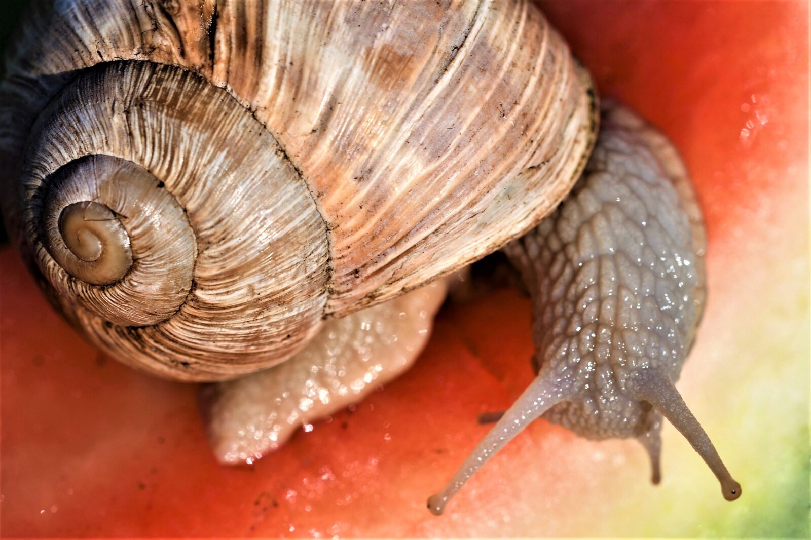 Nikon D500 sample photo. Helix pomatia, snail, probe photography