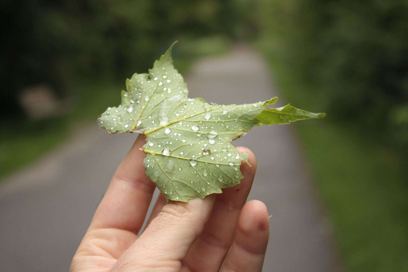 Canon EOS 450D (EOS Rebel XSi / EOS Kiss X2) sample photo. Leaf, raindrop, dew photography
