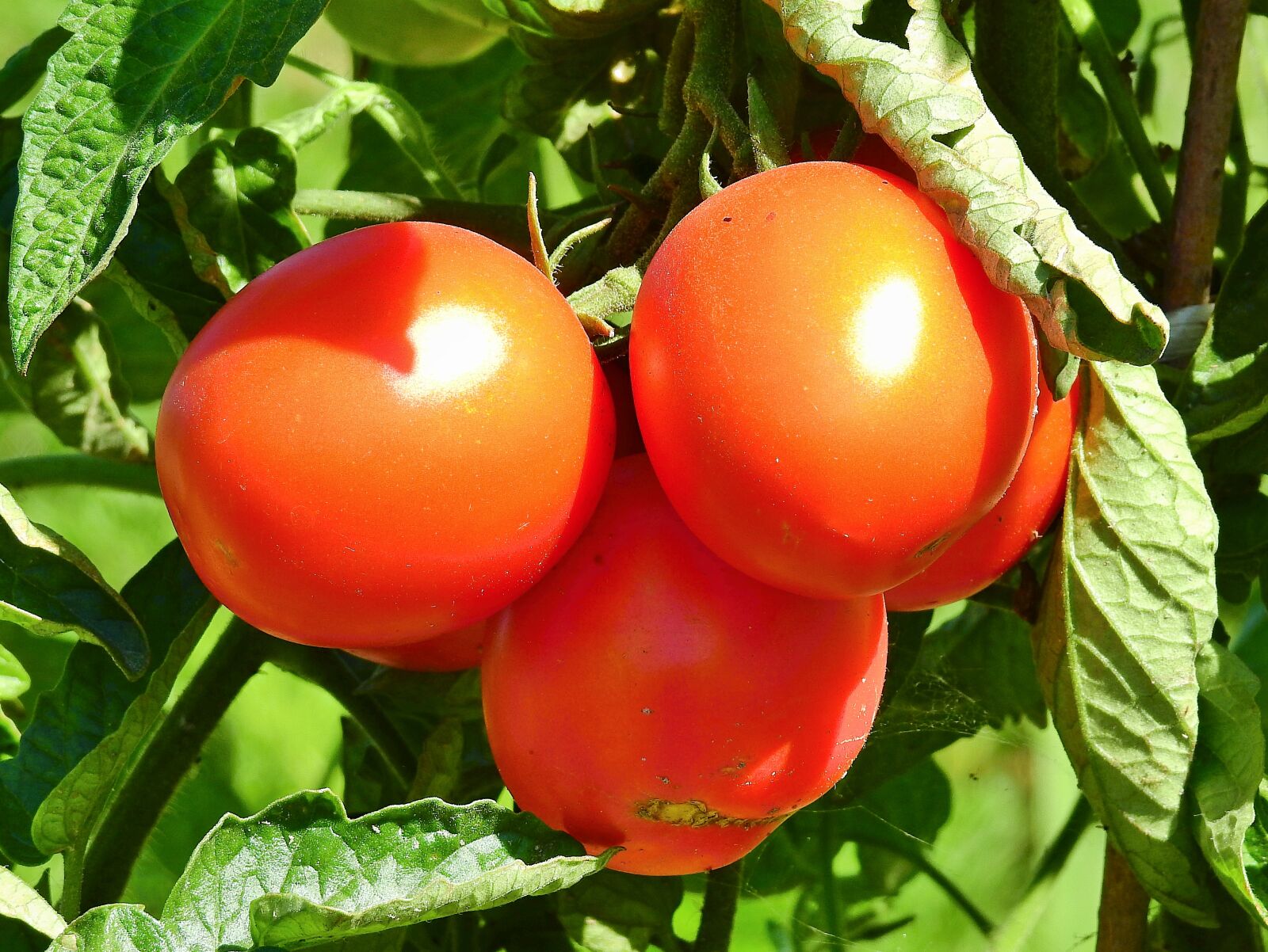 Nikon Coolpix P900 sample photo. Tomatoes, fresh, vitamins photography