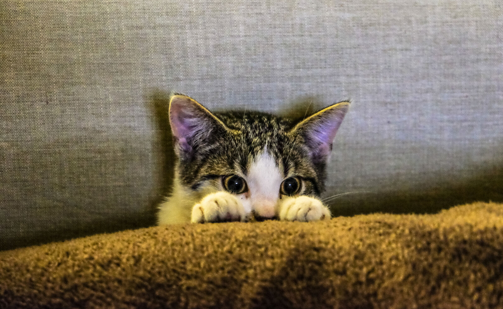Fujifilm X-E2 sample photo. Eyes, cat, coach, sofa photography