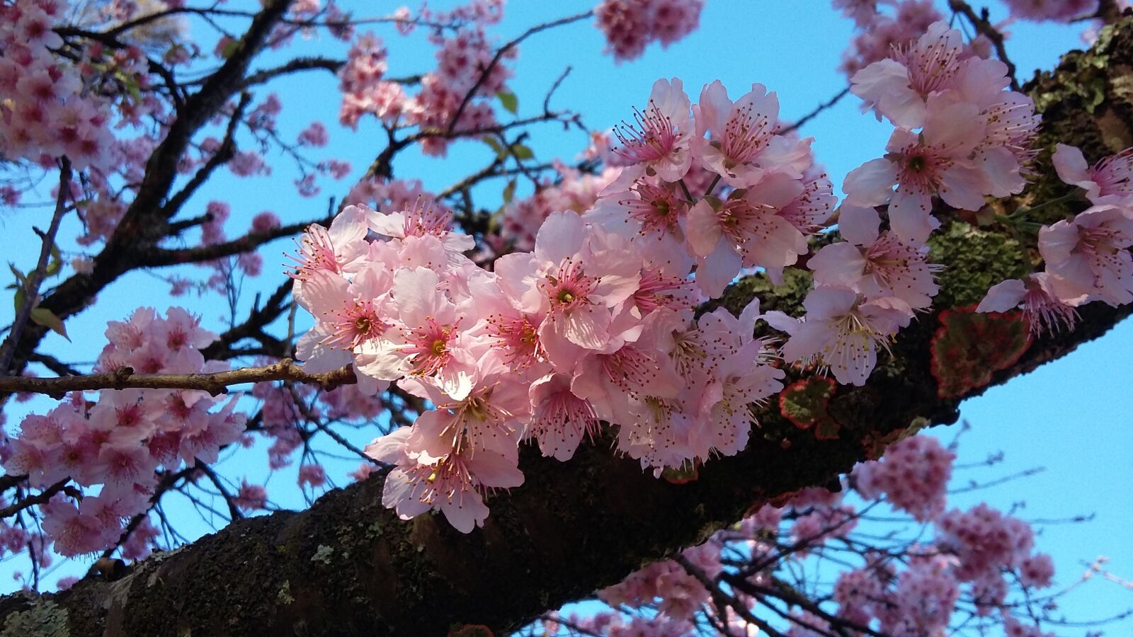 Samsung Galaxy Grand Prime sample photo. Flowers, sakura, cherry photography