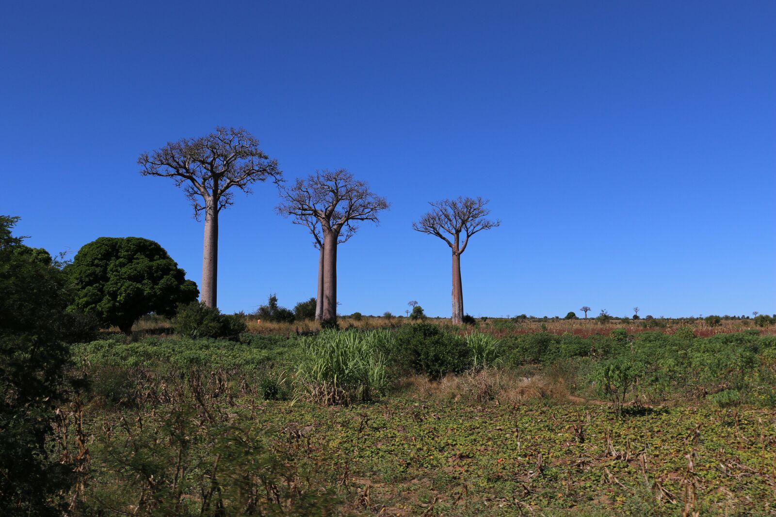 Canon EOS 70D + Canon EF 24-70mm F4L IS USM sample photo. Baobab, madagascar, tree photography
