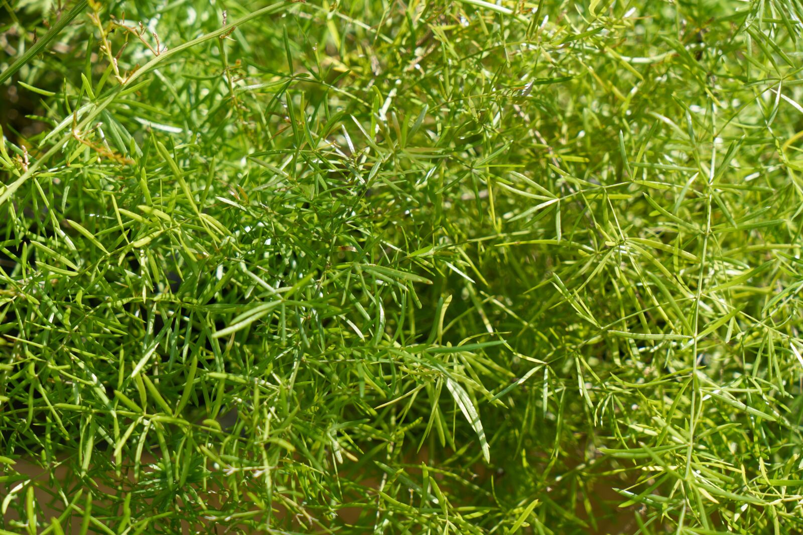 Sony a7R II sample photo. Grass, green, light photography