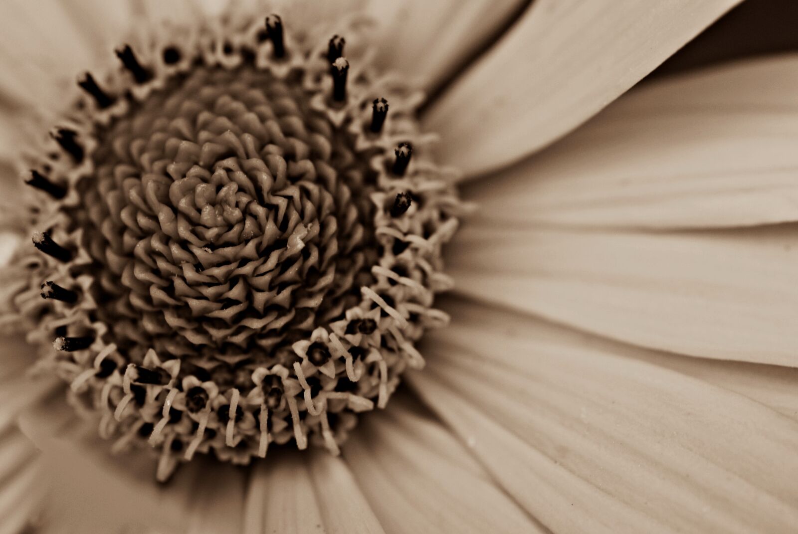Nikon D80 sample photo. Flower, macro, spring photography