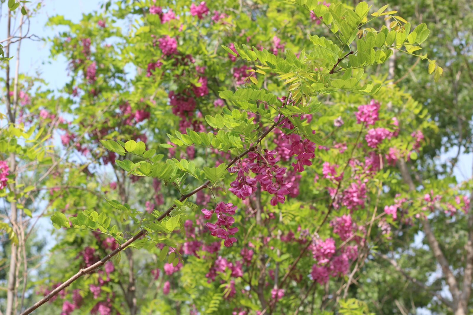 Canon EOS 600D (Rebel EOS T3i / EOS Kiss X5) + Canon EF 50mm F1.8 STM sample photo. Red, purple, flowering photography