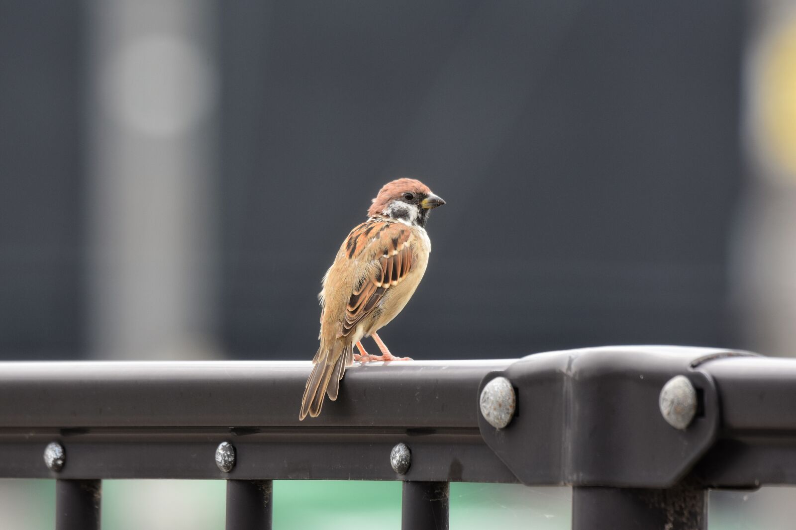 Nikon D7200 sample photo. Animal, park, bird photography