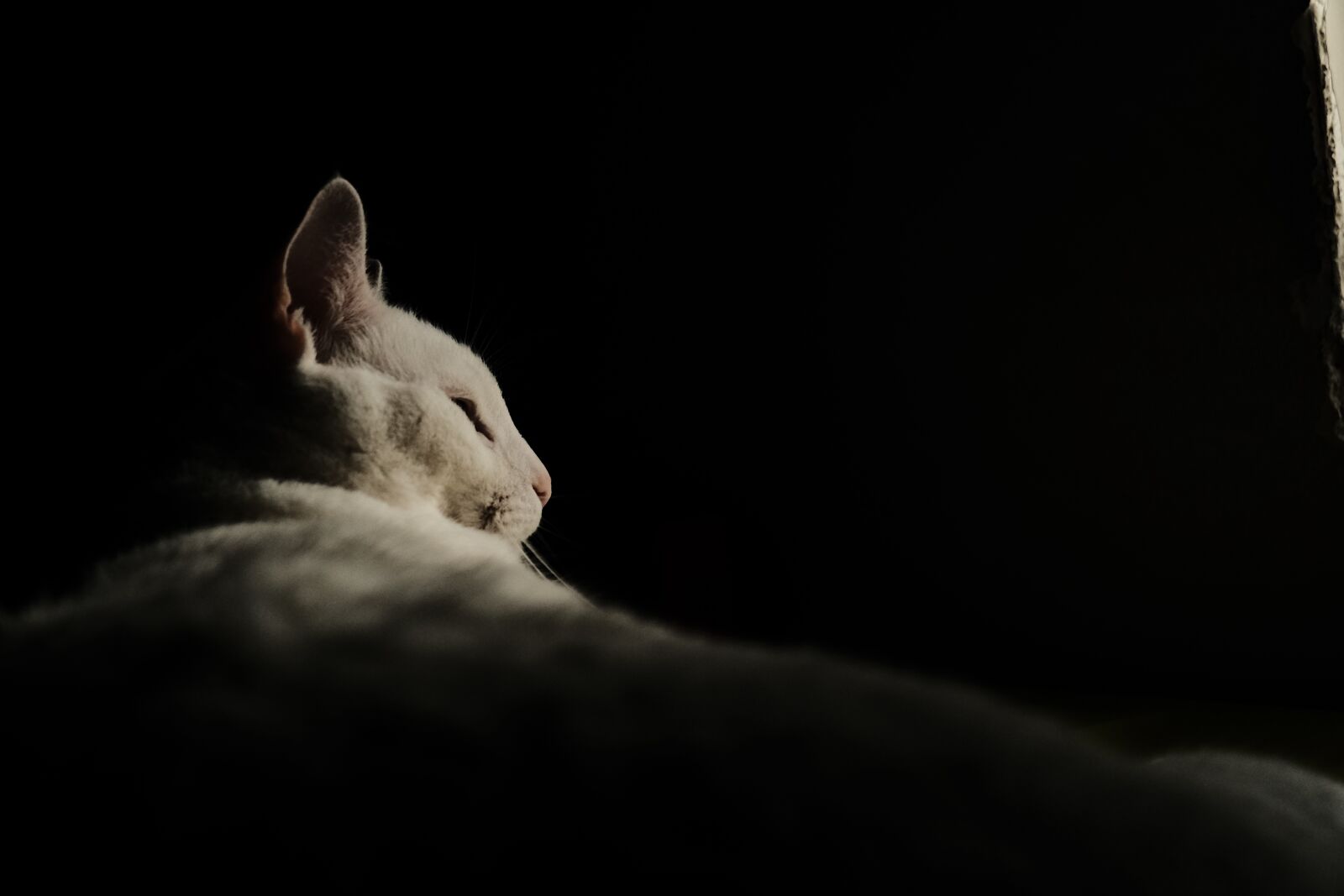 Fujifilm X-T30 sample photo. Cat, pet, whitecat photography