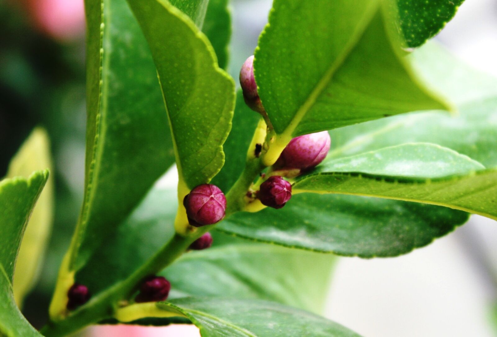 Canon EOS 1000D (EOS Digital Rebel XS / EOS Kiss F) sample photo. Lemon tree, buttons lemon photography