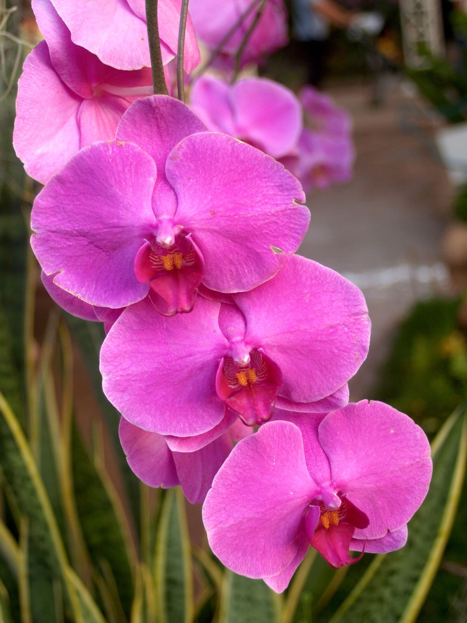 Olympus E-300 (EVOLT E-300) sample photo. Orchid, flower, bright photography