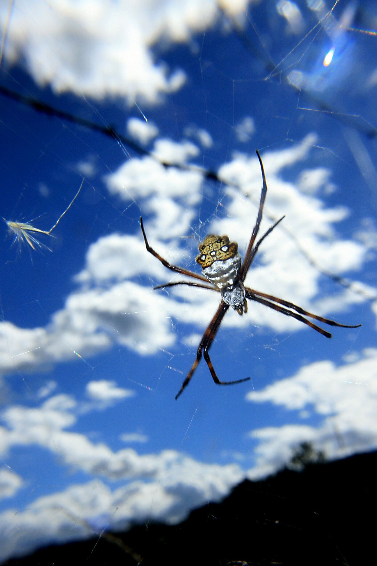 Canon EOS 400D (EOS Digital Rebel XTi / EOS Kiss Digital X) sample photo. Spider, arachnid, predator photography