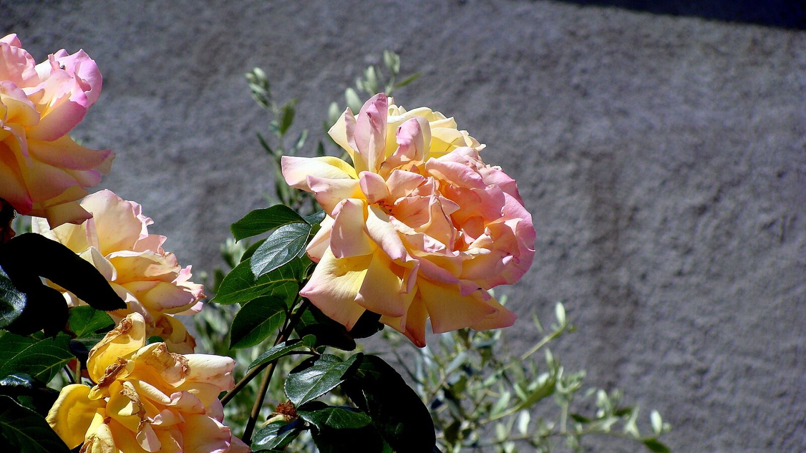 Sony DSC-H3 sample photo. Roses, flowers, nature photography