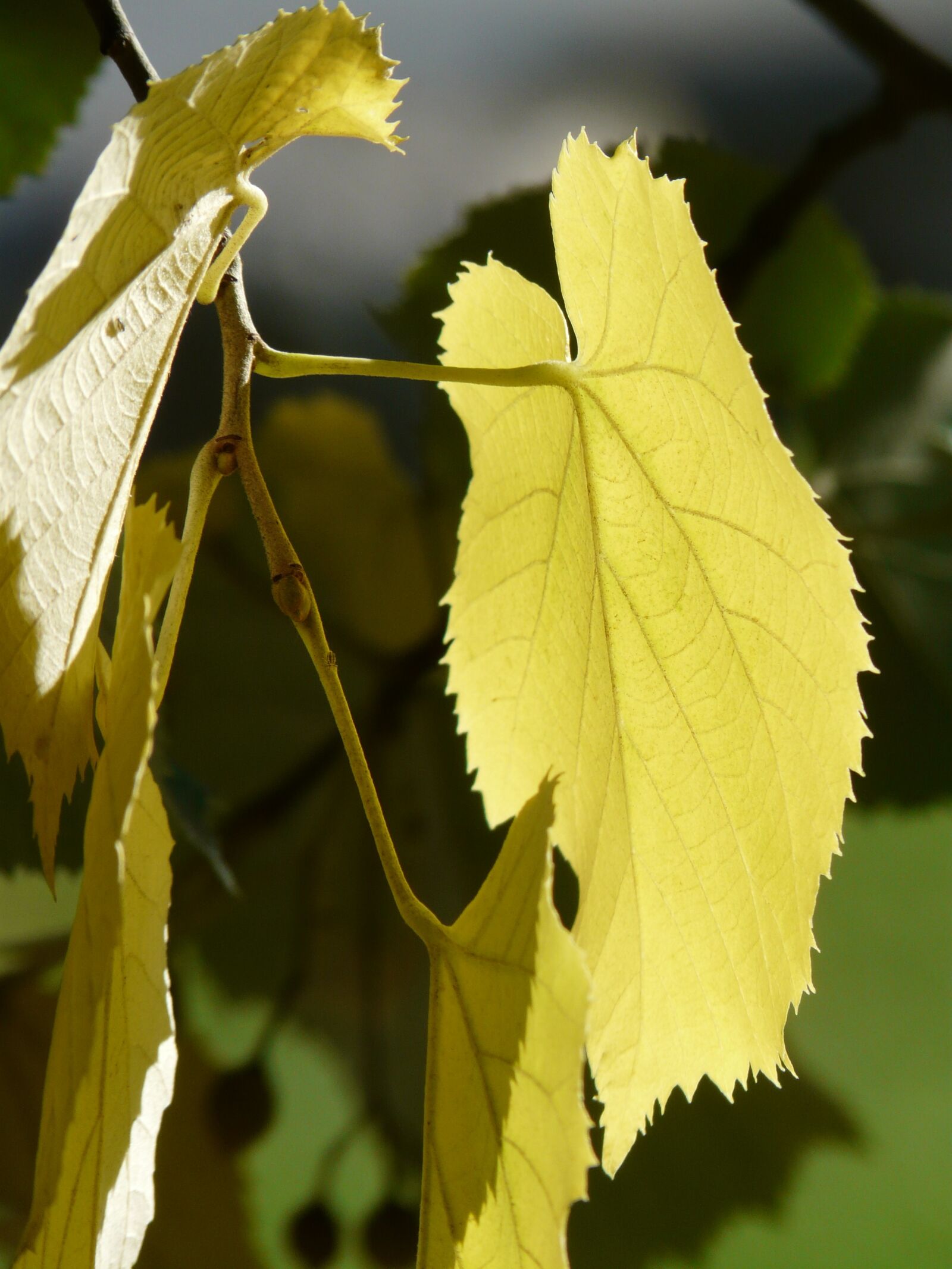 Panasonic DMC-FZ18 sample photo. Lipovina, leaves, leaf margin photography