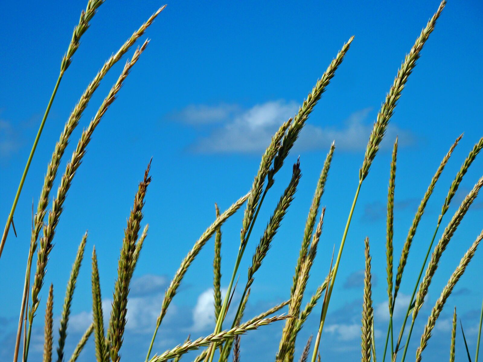 Panasonic DMC-TZ7 sample photo. Dune grass, dunes, coast photography